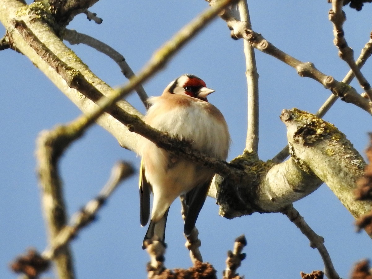 Cardellino - ML646855618