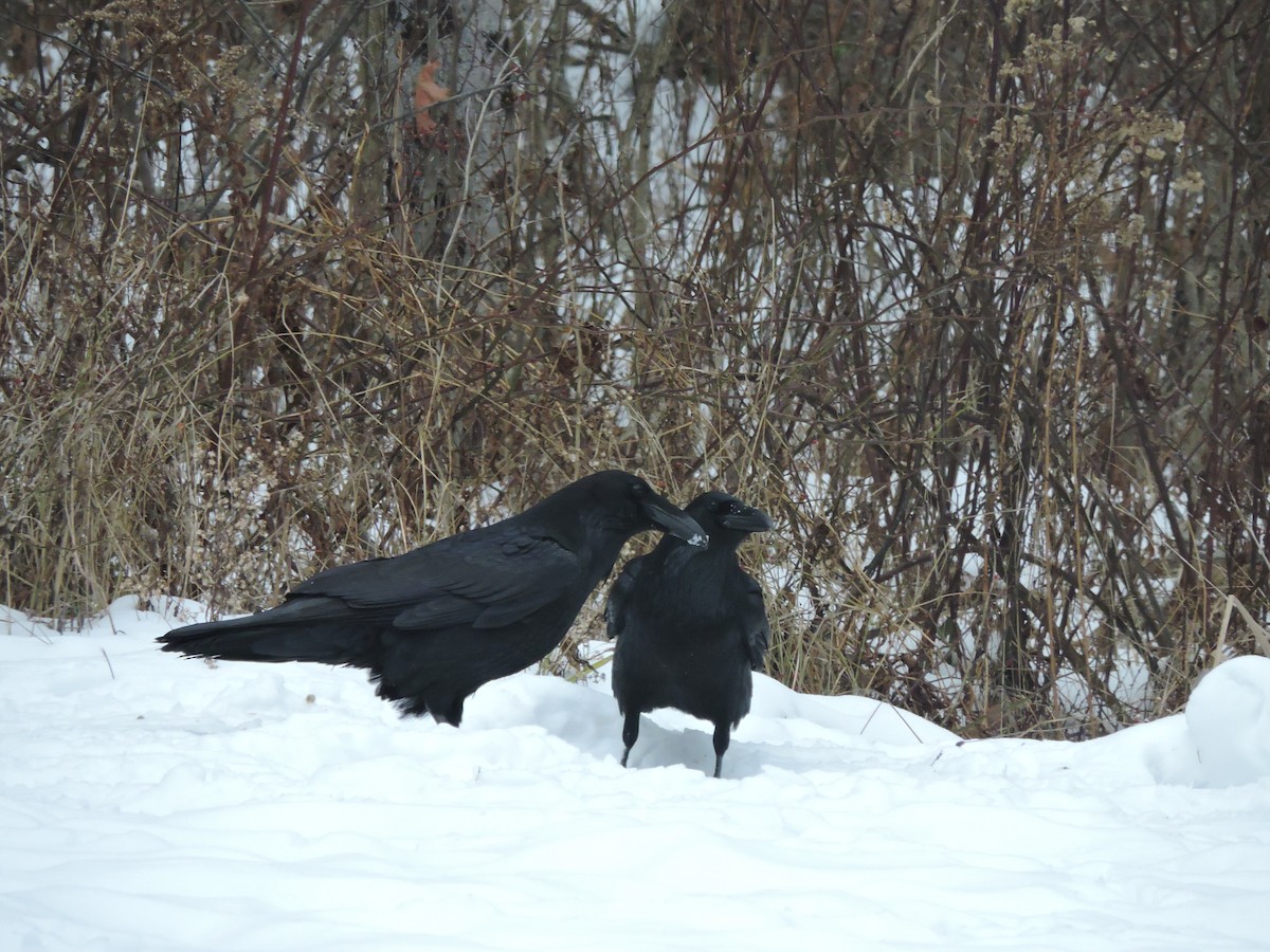 Kuzgun - ML646855625