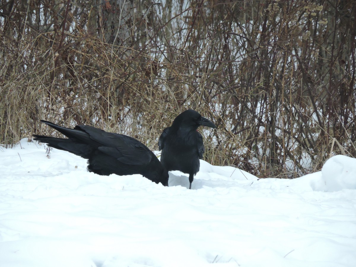 Kuzgun - ML646855626