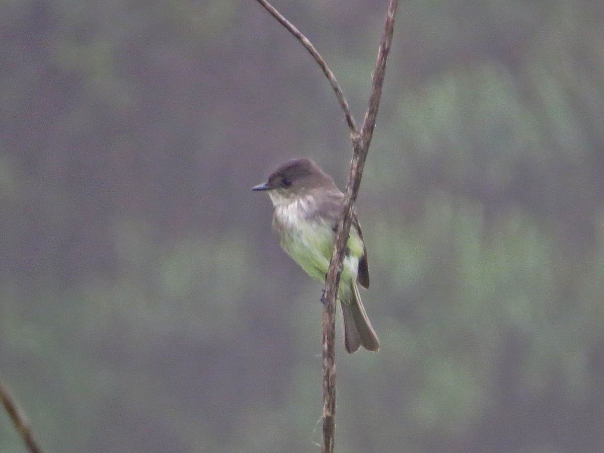 Eastern Phoebe - ML646855627