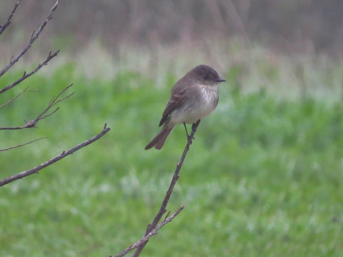 Eastern Phoebe - ML646855628