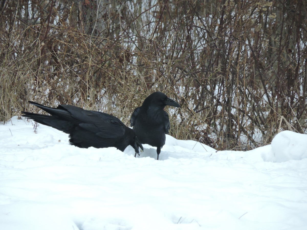 Kuzgun - ML646855629