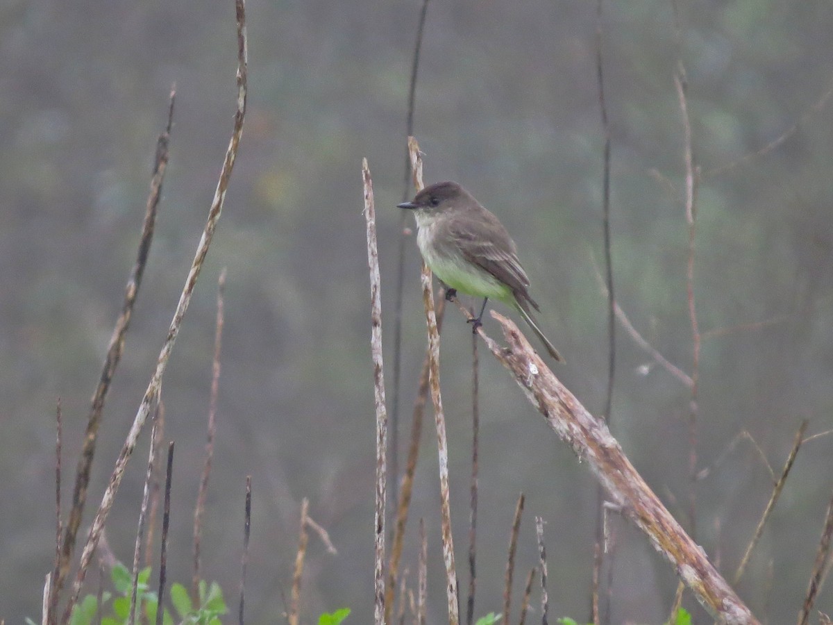 Eastern Phoebe - ML646855630