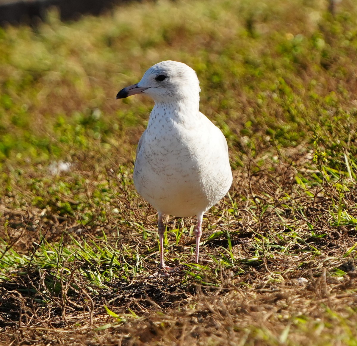 Delawareko kaioa - ML646855642