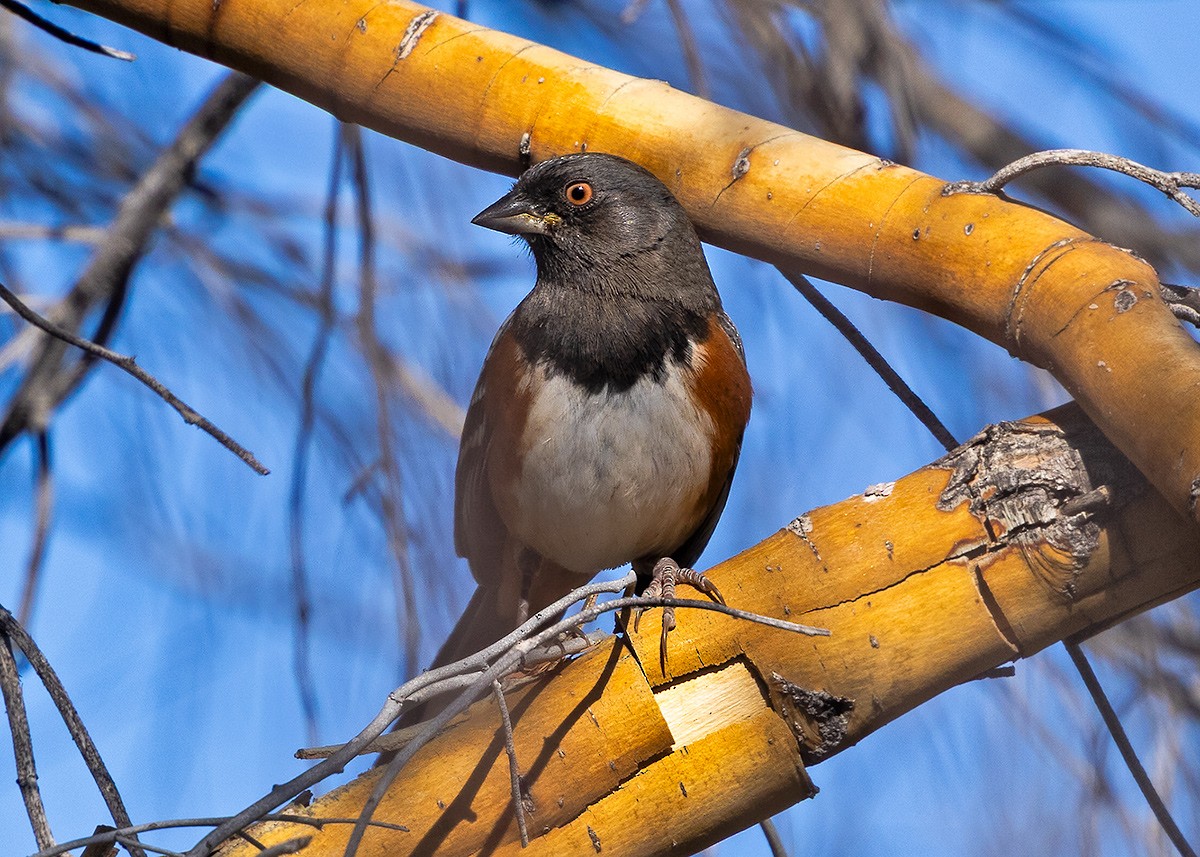 flekktovi - ML646855643