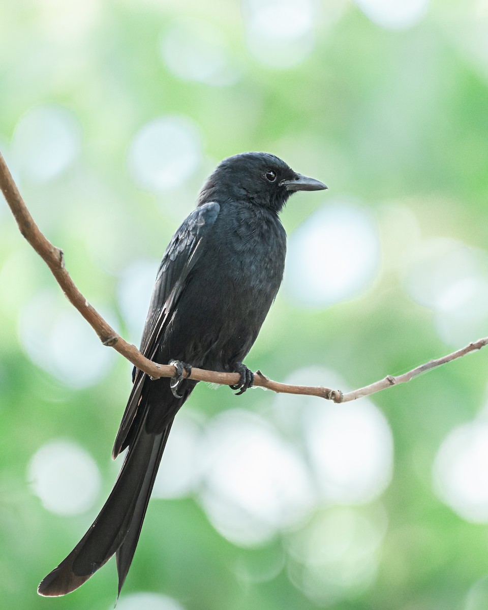 Black Drongo - ML646855644