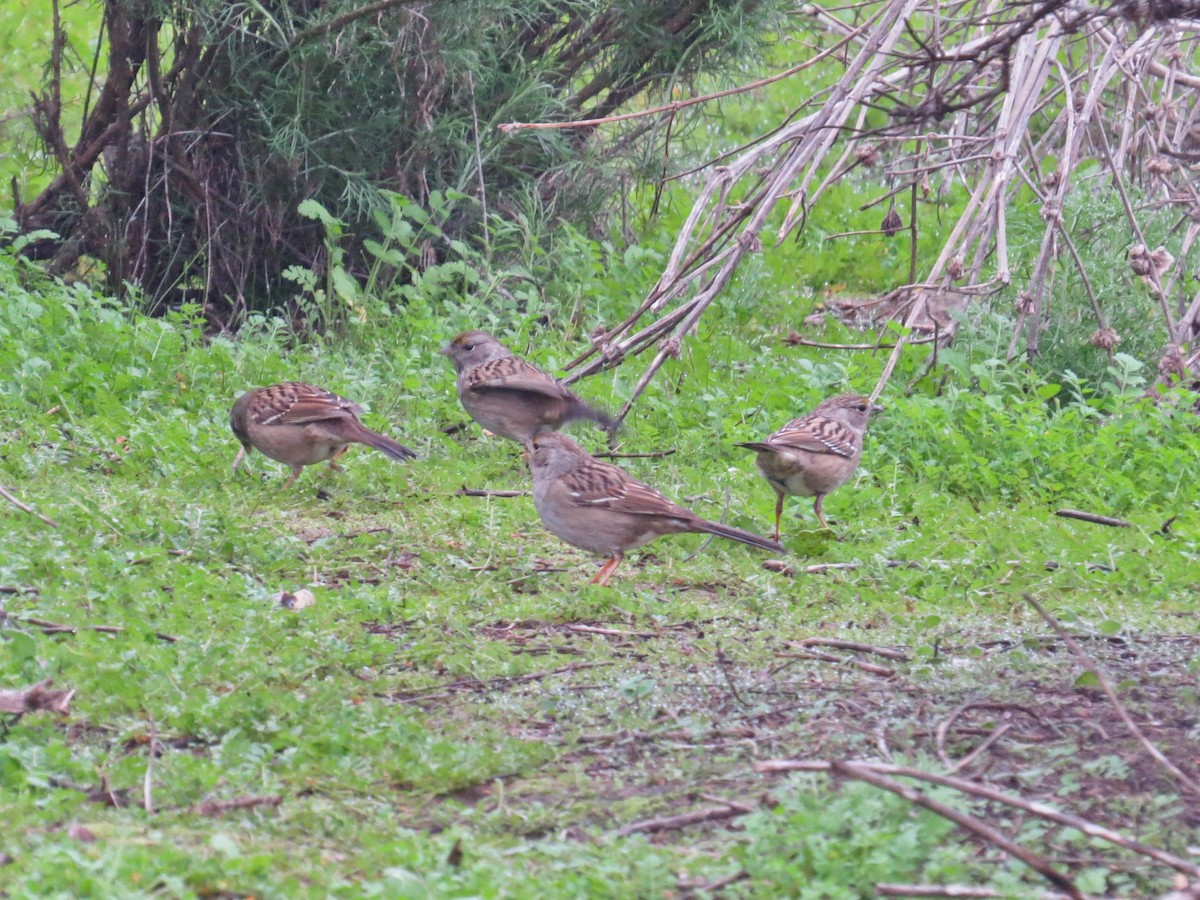 Chingolo Coronidorado - ML646855648