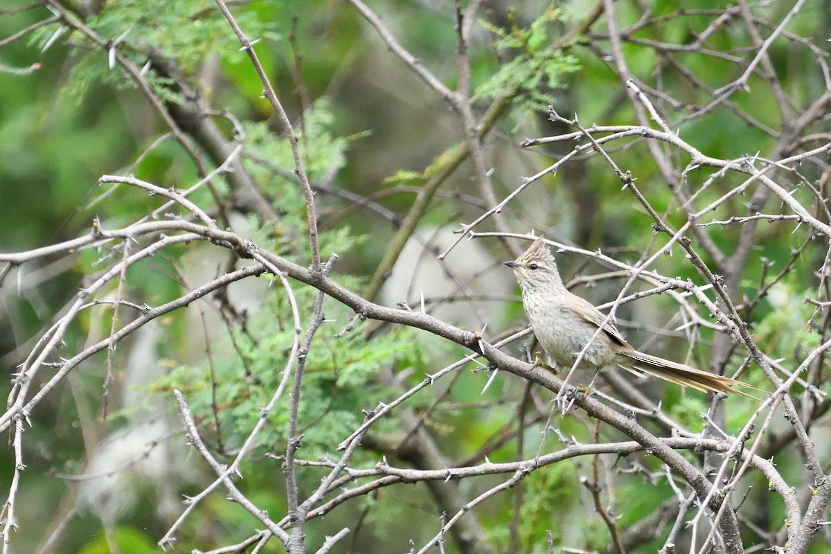 Tufted Tit-Spinetail - ML646855649
