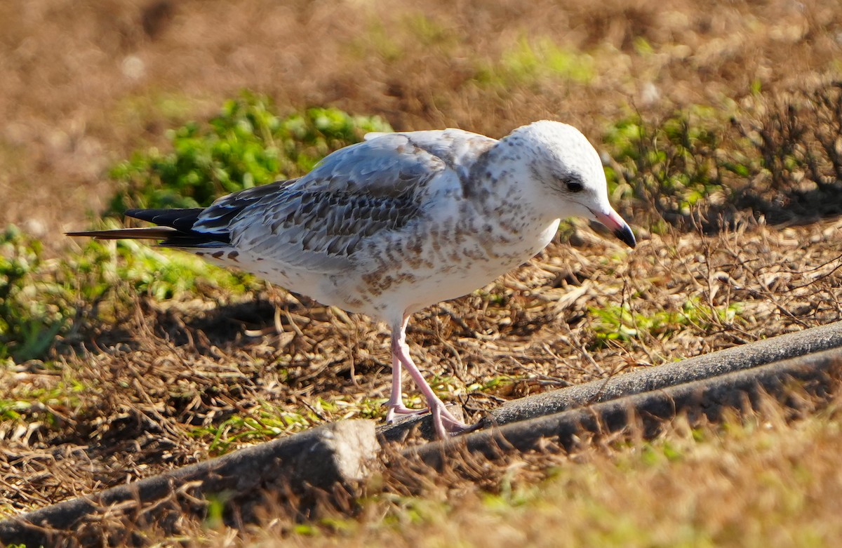 Delawareko kaioa - ML646855651