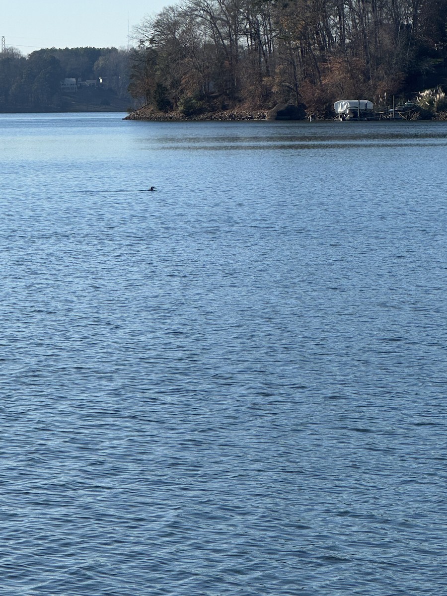 Common Loon - ML646855653