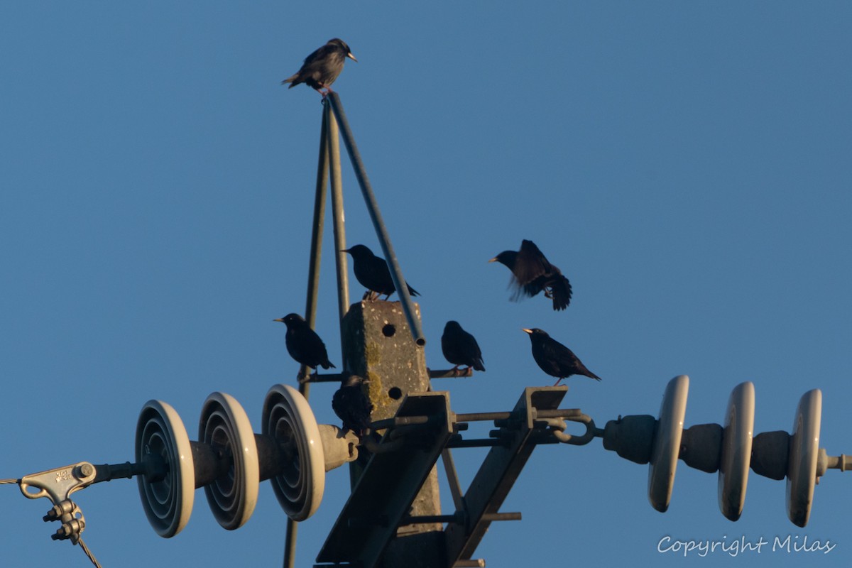 Шпак піренейський - ML646855656
