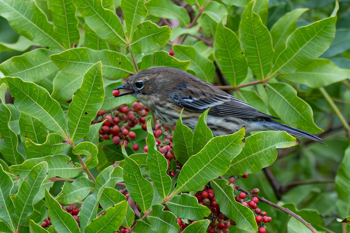 myrteparula - ML646855657