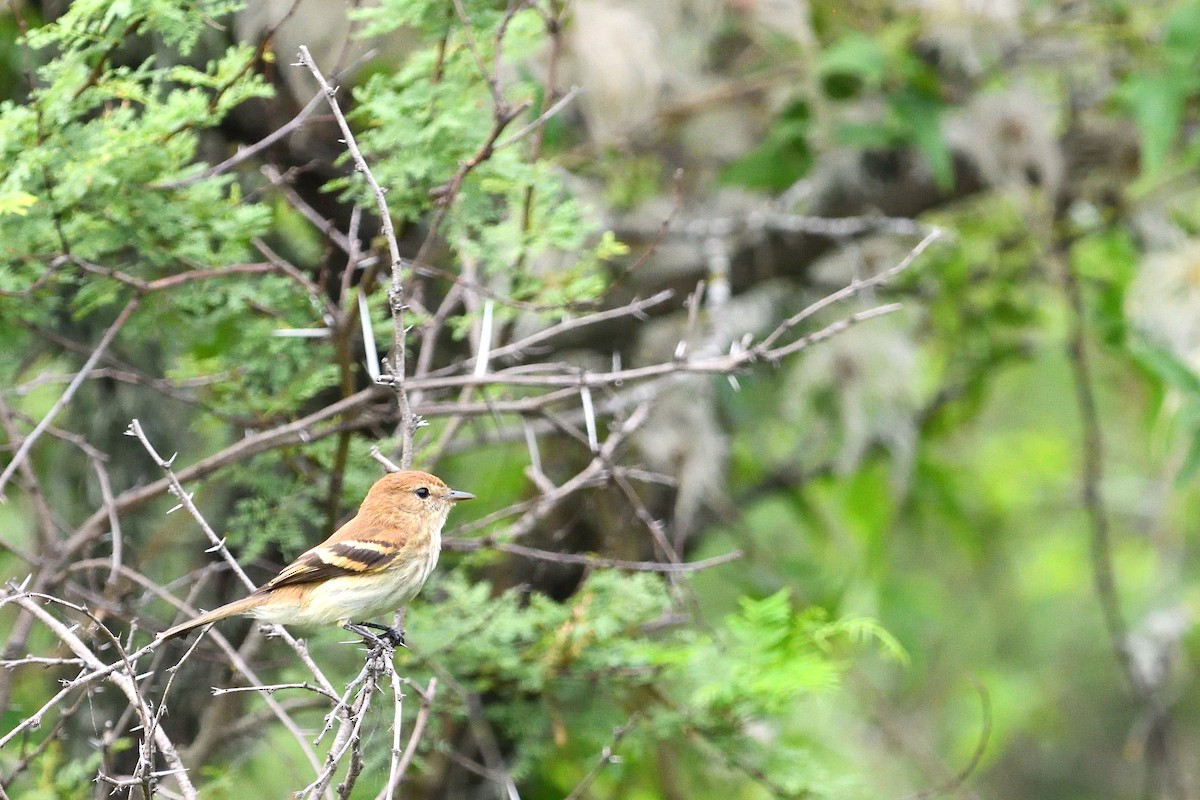 Bran-colored Flycatcher - ML646855663