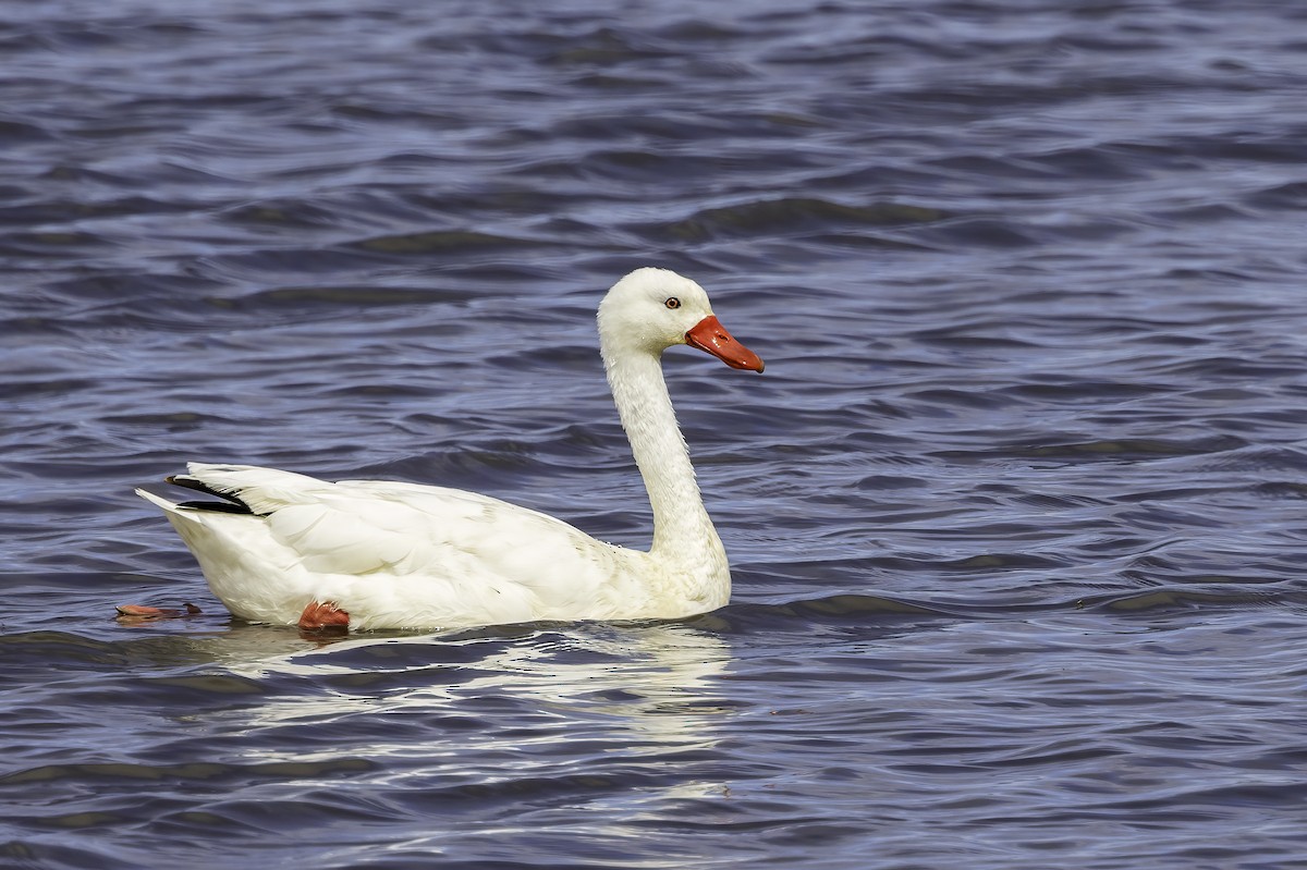 Coscoroba Swan - ML646855664