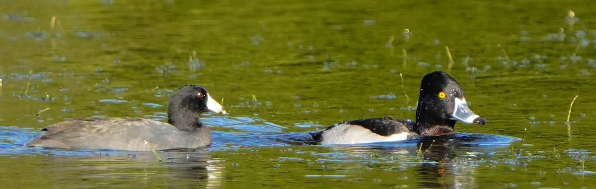 Kopetazuri amerikarra - ML646855666