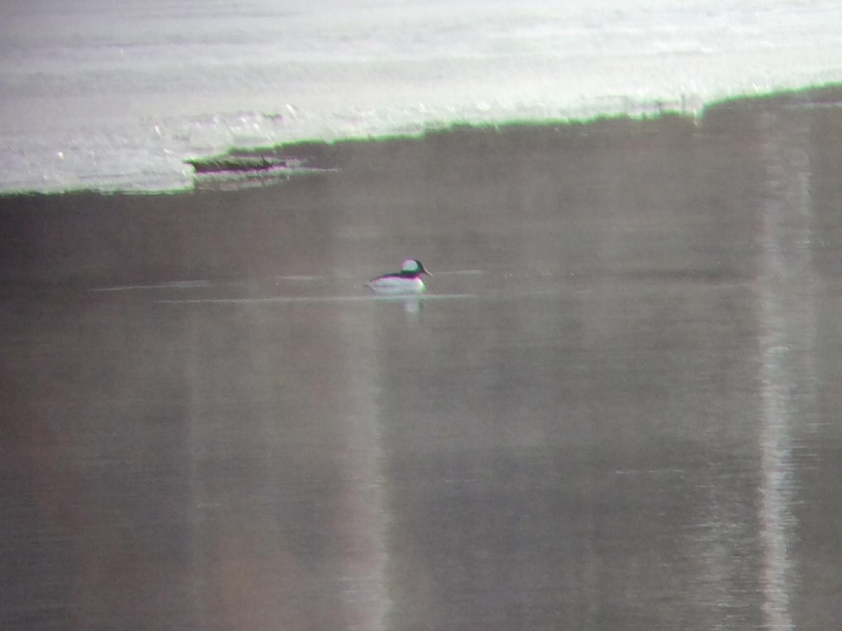 Porrón Albeola - ML646855667