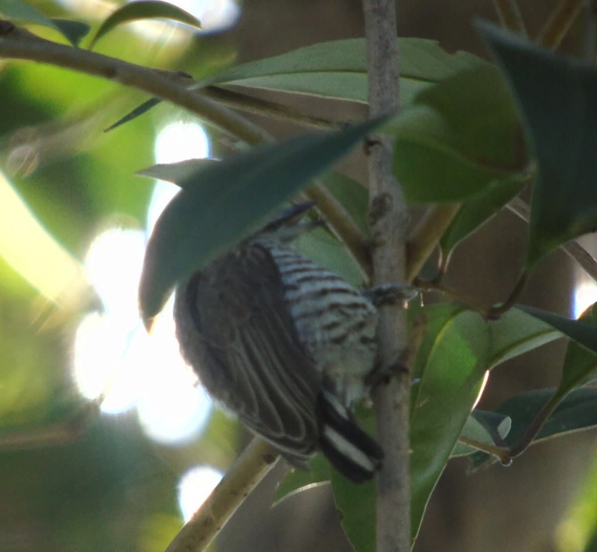 Zebrazwergspecht - ML646855670