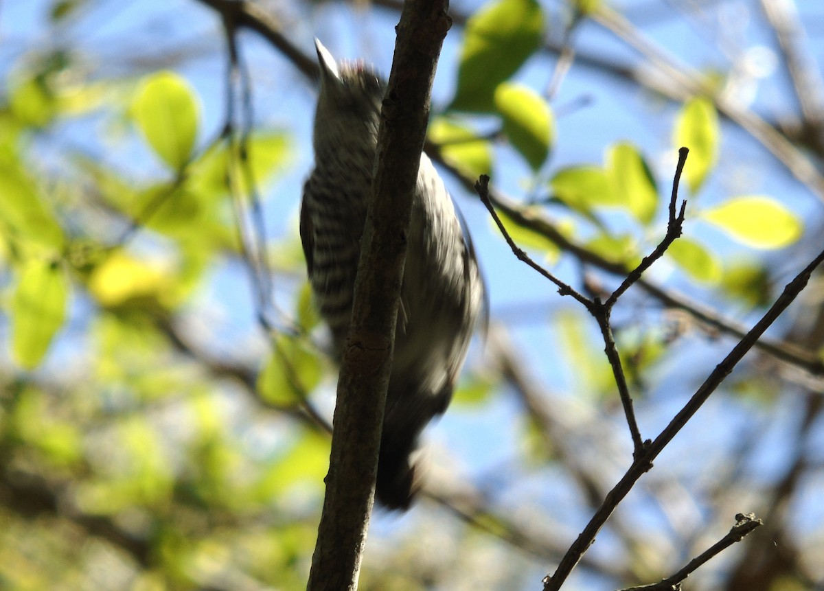 Zebrazwergspecht - ML646855671