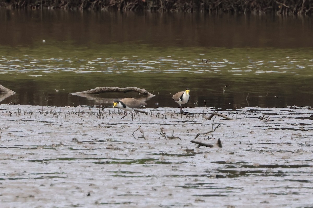 Masked Lapwing (Black-shouldered) - ML646855672