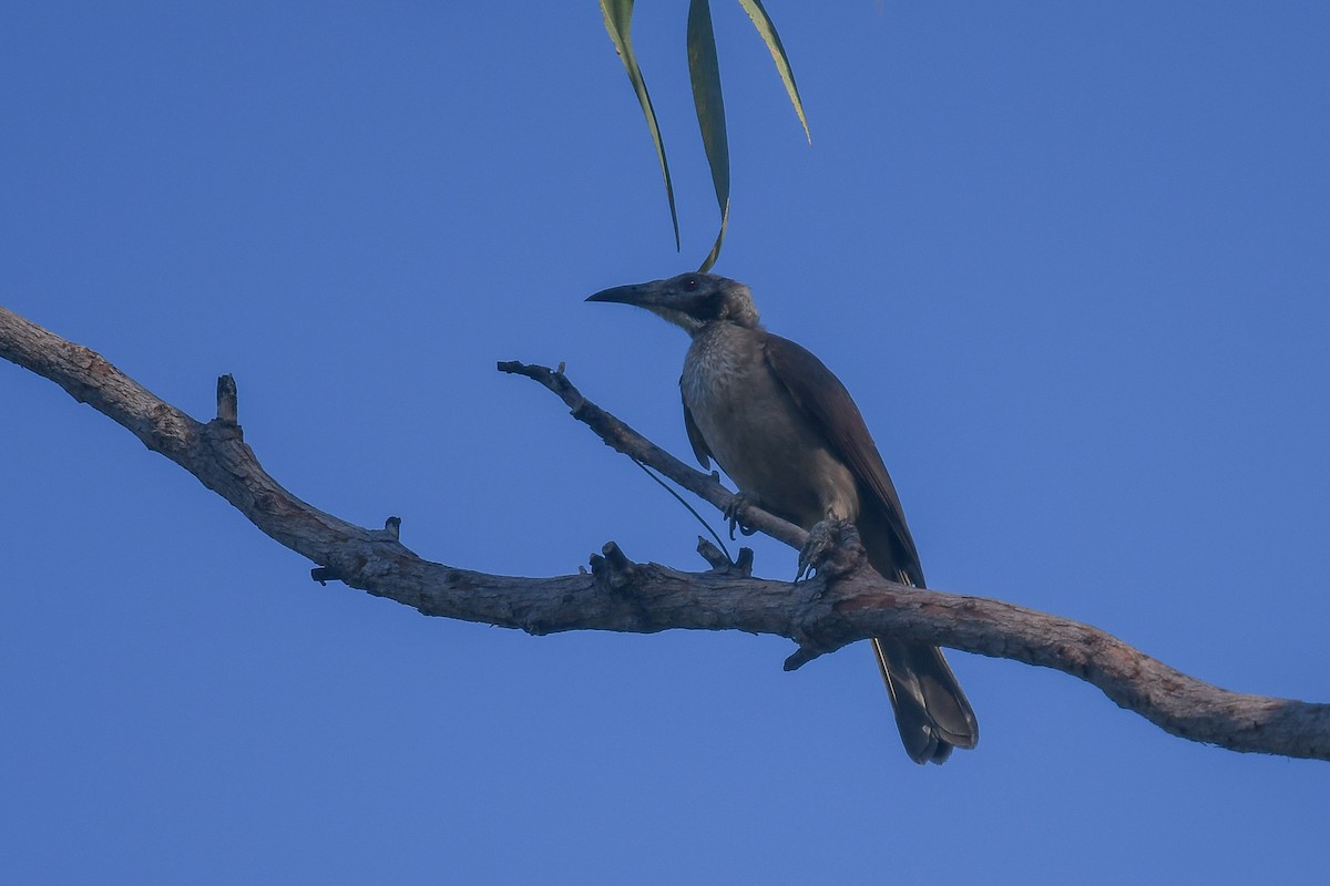 Helmeted Friarbird - ML646855673