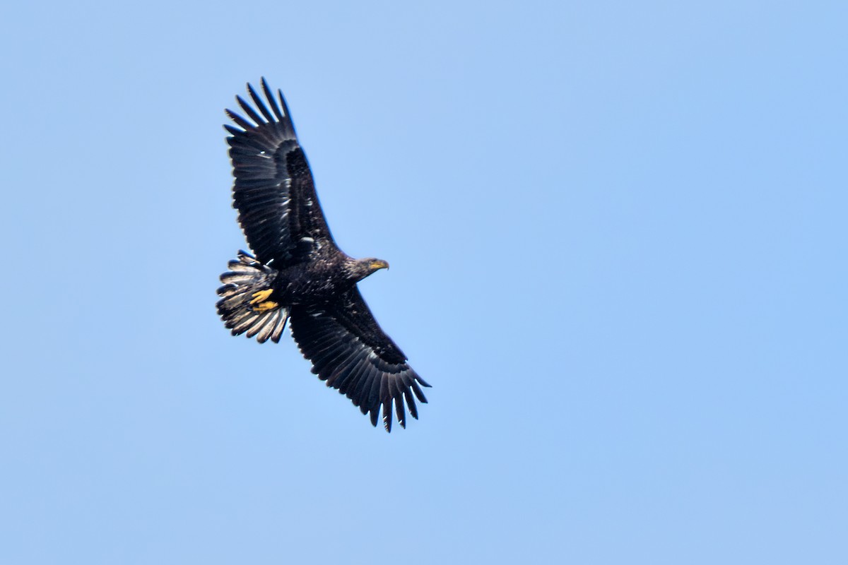 Орлан білоголовий - ML646855675