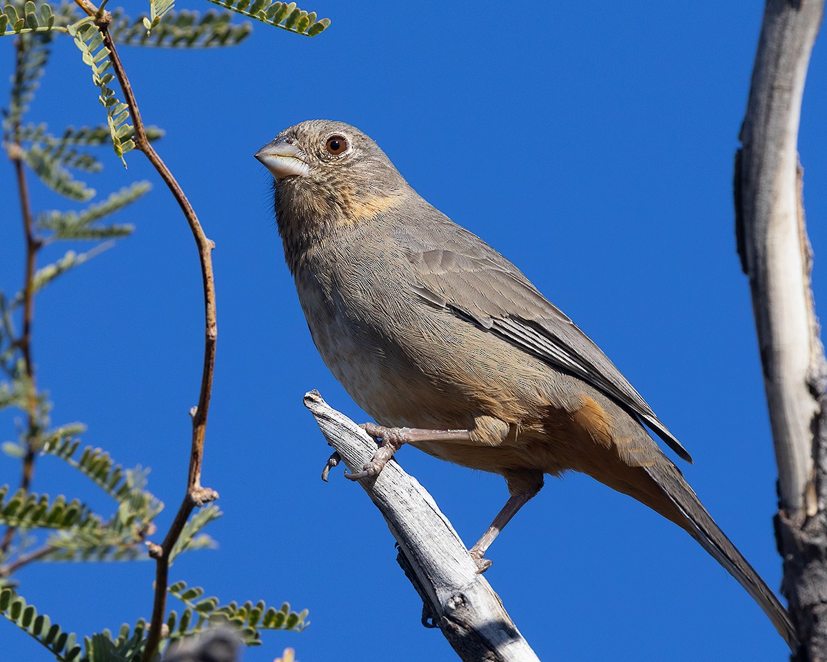 Canyon Towhee - ML646855676