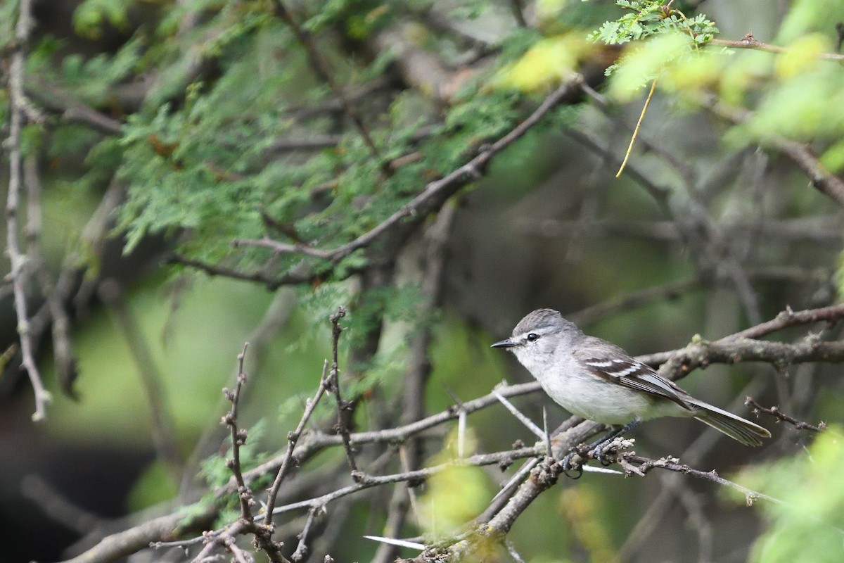 White-crested Tyrannulet - ML646855677
