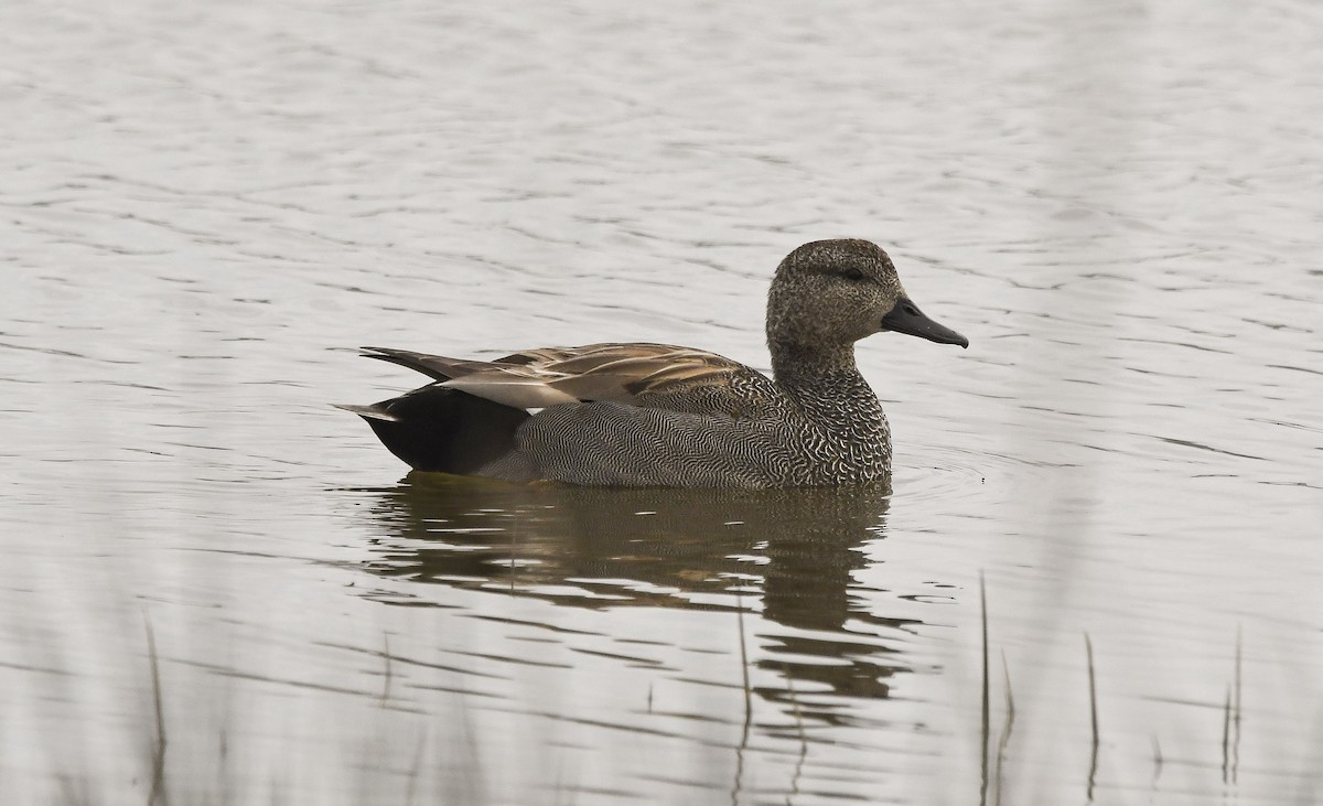kopřivka obecná (ssp. strepera) - ML646855688
