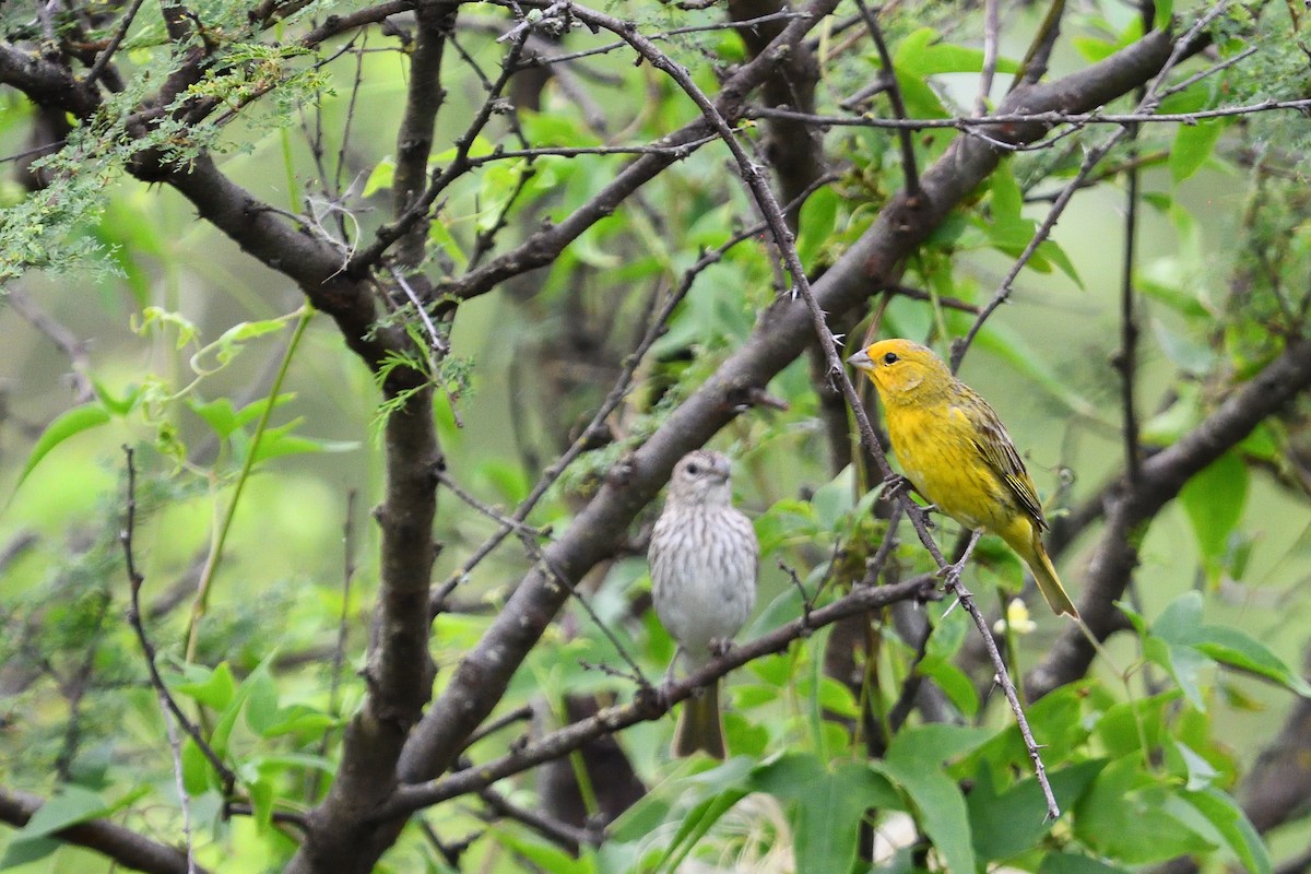 Saffron Finch - ML646855689