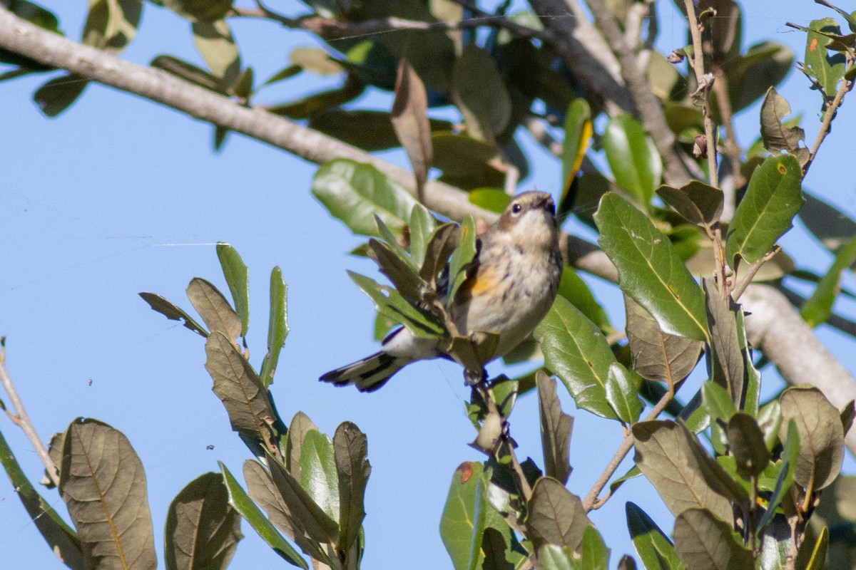 Yellow-rumped Warbler - ML646855692