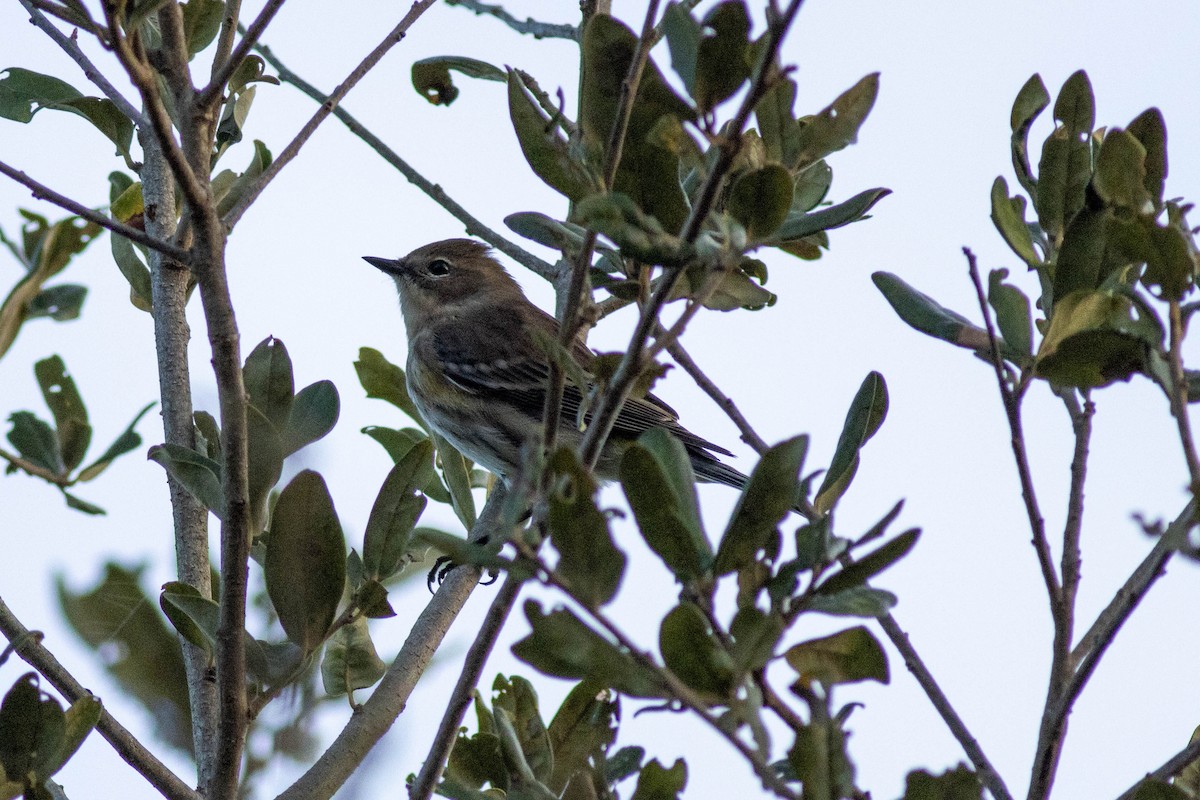 Yellow-rumped Warbler - ML646855693