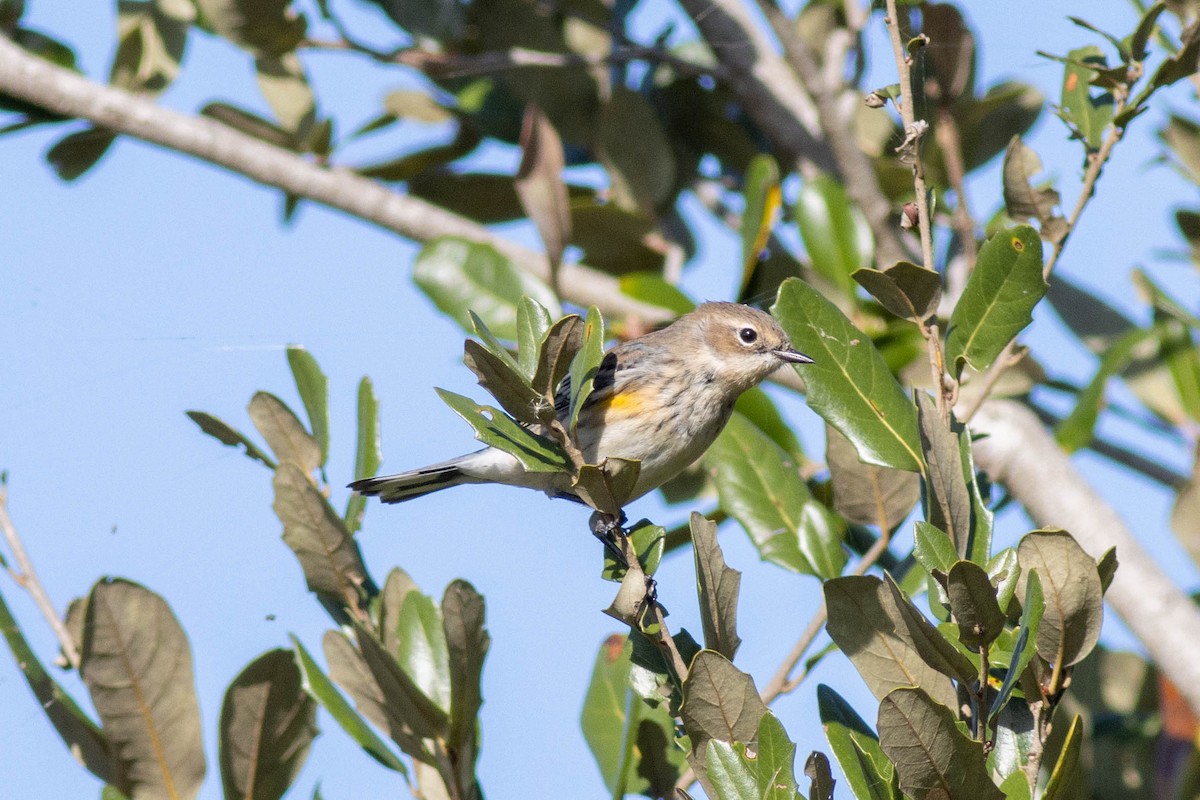 Yellow-rumped Warbler - ML646855694