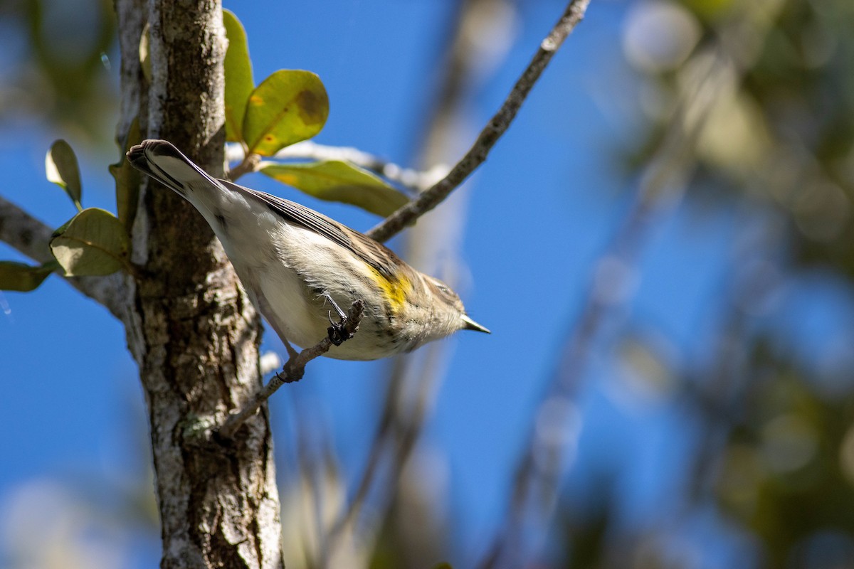 Yellow-rumped Warbler - ML646855695