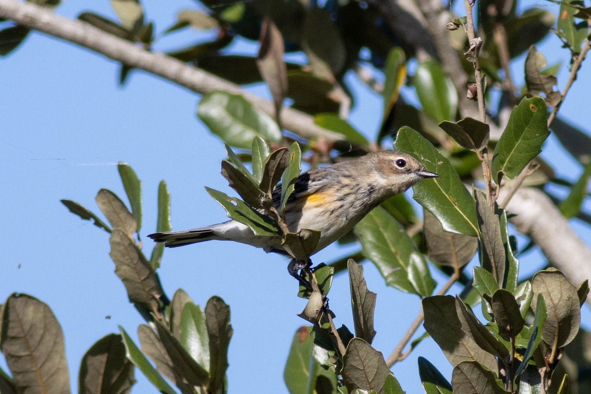 Yellow-rumped Warbler - ML646855696