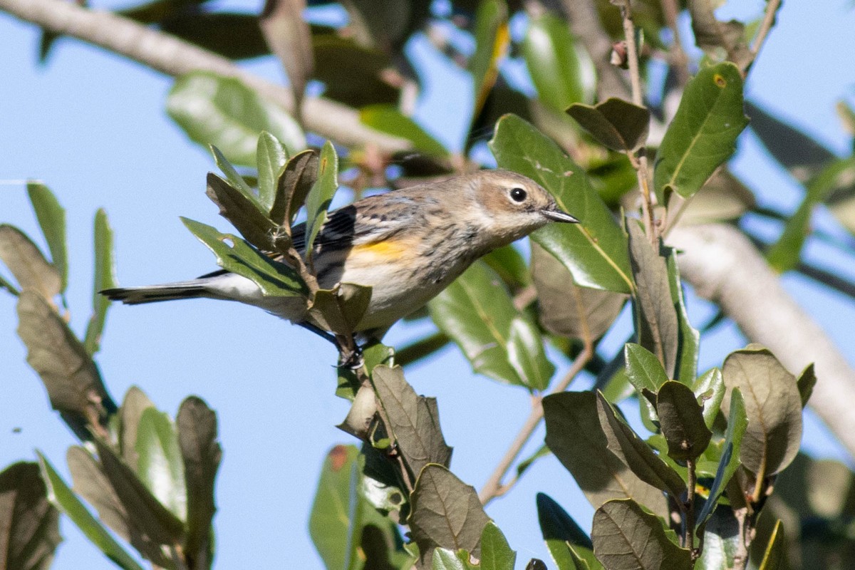 Yellow-rumped Warbler - ML646855697