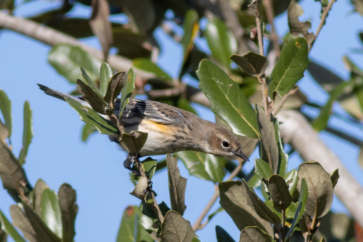 Yellow-rumped Warbler - ML646855698