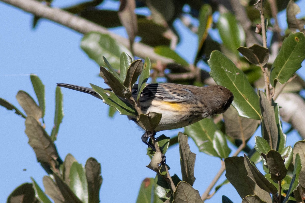 Yellow-rumped Warbler - ML646855699