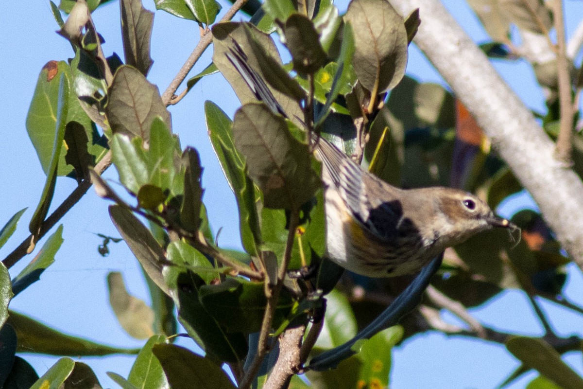 Yellow-rumped Warbler - ML646855700
