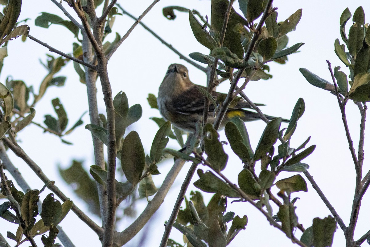 Yellow-rumped Warbler - ML646855701