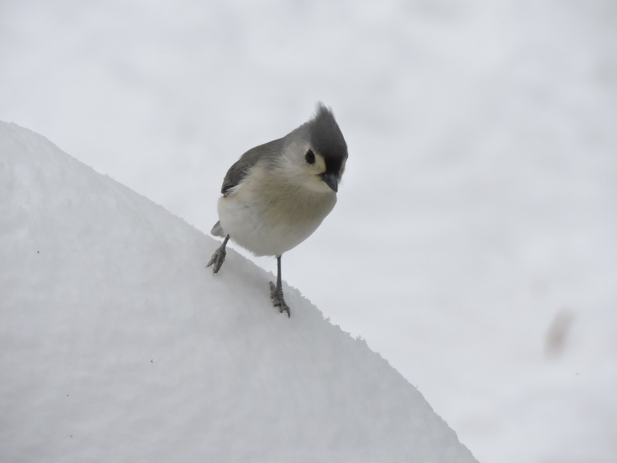 Ak Tepeli Baştankara - ML646855702