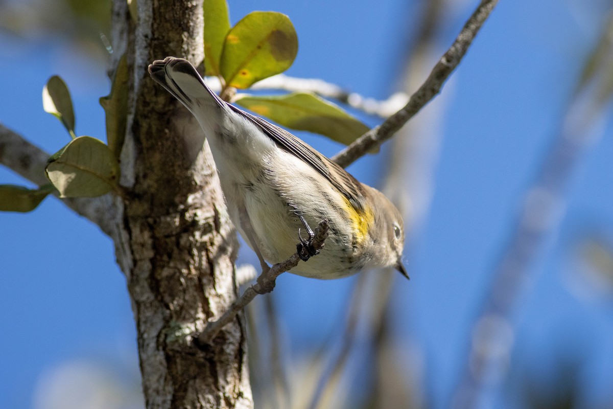 Yellow-rumped Warbler - ML646855703