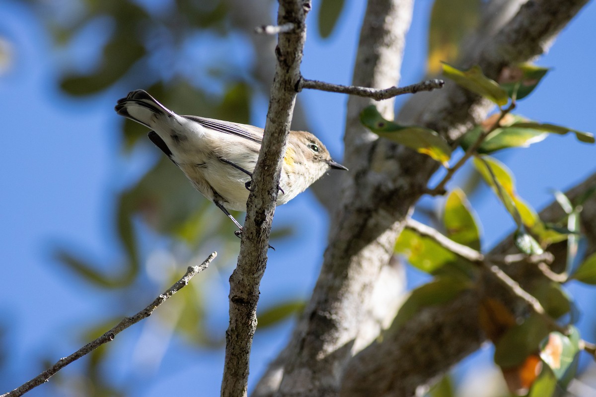 Yellow-rumped Warbler - ML646855704
