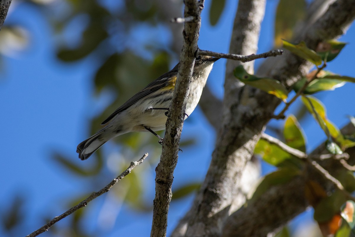 Yellow-rumped Warbler - ML646855705