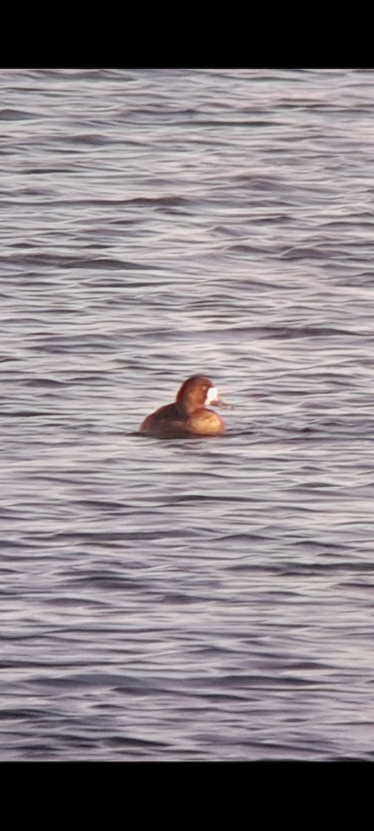 Greater Scaup - ML646855707