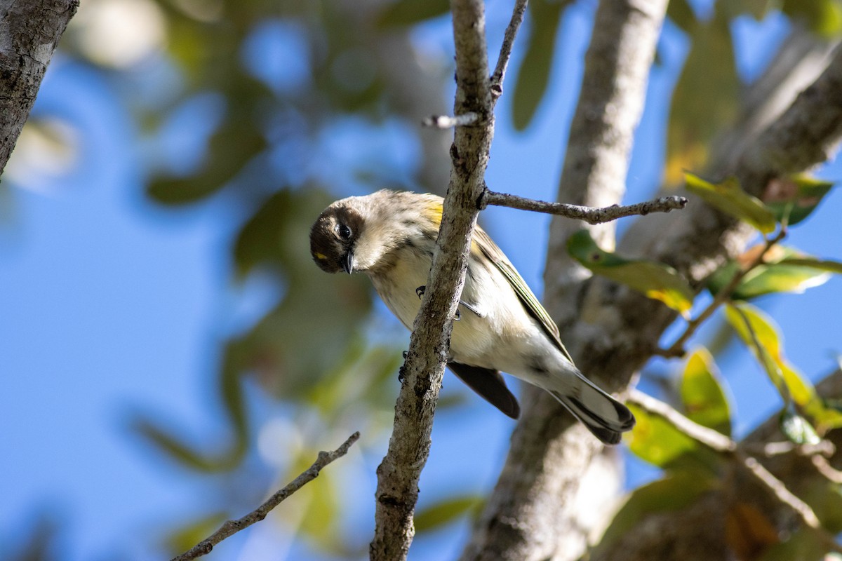 Yellow-rumped Warbler - ML646855708
