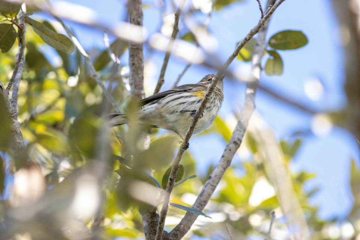 Yellow-rumped Warbler - ML646855709