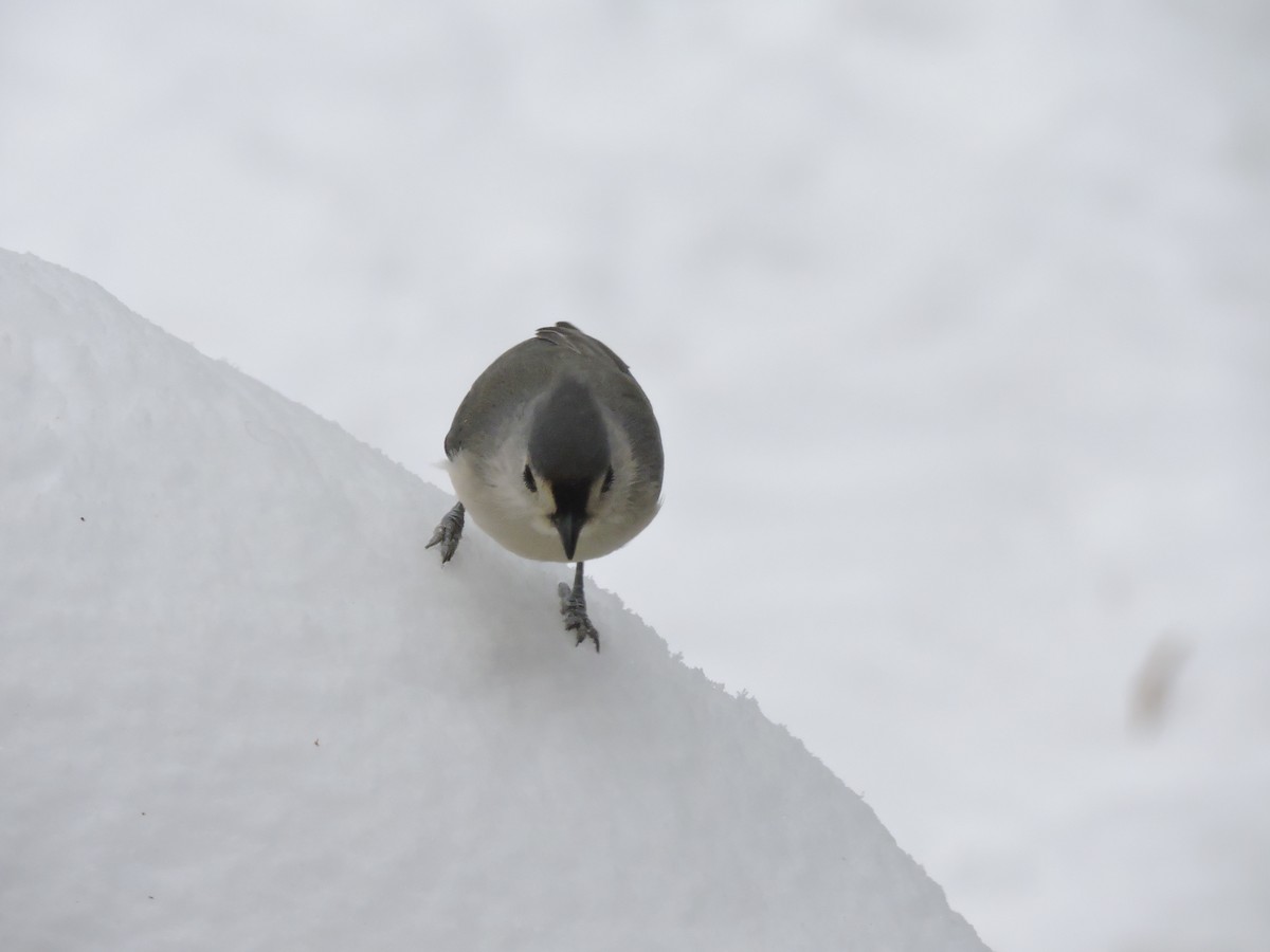 Ak Tepeli Baştankara - ML646855712