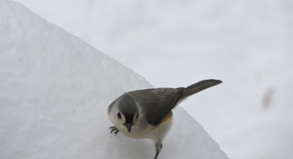Ak Tepeli Baştankara - ML646855713