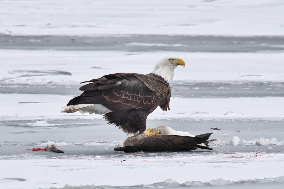 Bald Eagle - ML646855714