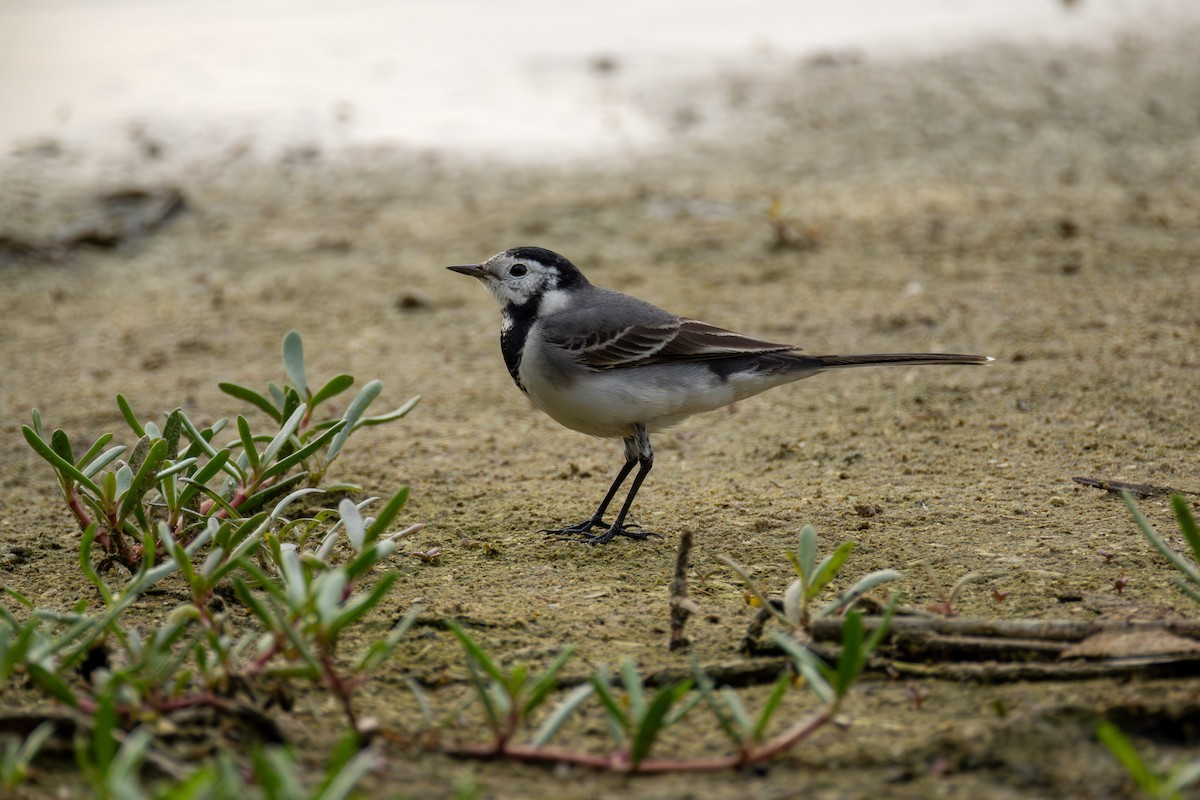 linerle - ML646855717